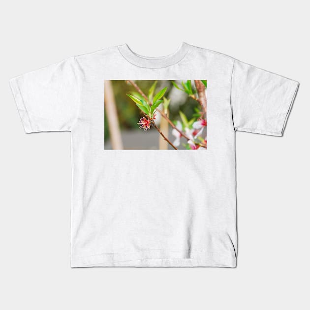 Almond Flowers After Petal Drop Kids T-Shirt by jojobob